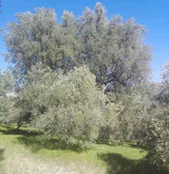Foto annuncio 5