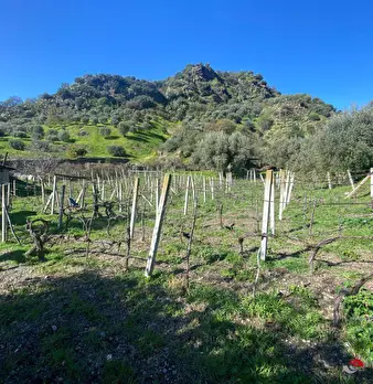 Foto annuncio 10