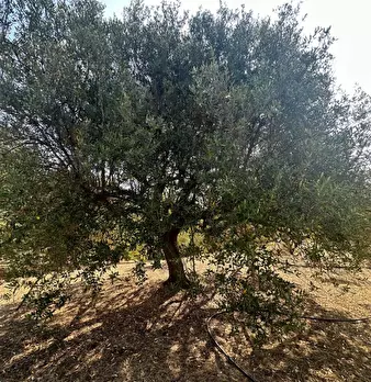 Foto annuncio 3