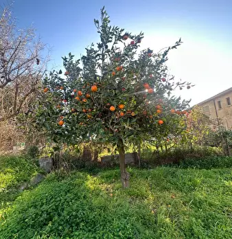 Foto annuncio 3