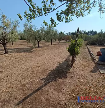 Foto annuncio 7