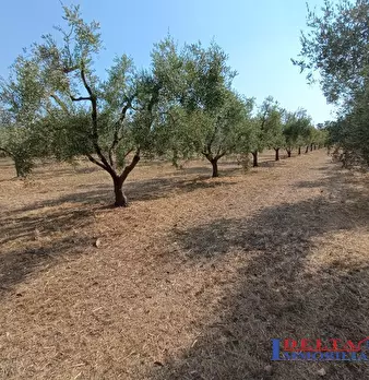 Foto annuncio 3
