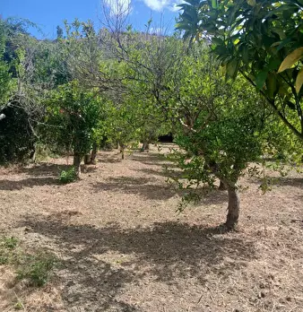 Foto annuncio 4