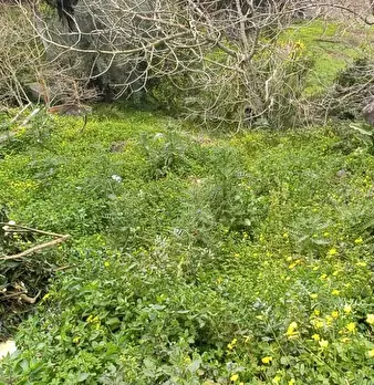 Foto annuncio 4