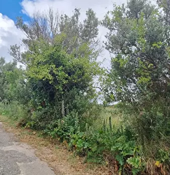 Foto annuncio 6
