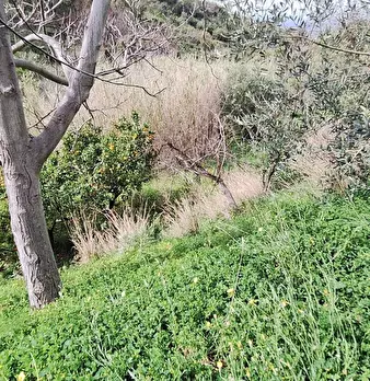 Foto annuncio 8