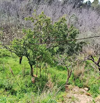 Foto annuncio 10