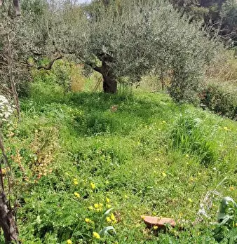 Foto annuncio 5