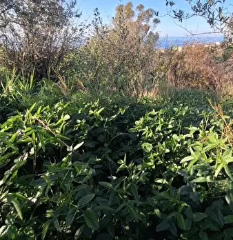 Foto annuncio 10