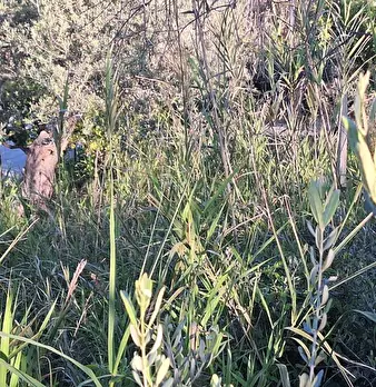 Foto annuncio 8
