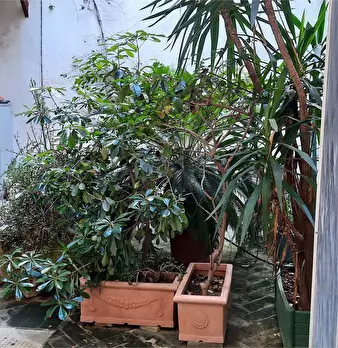 Foto annuncio 5