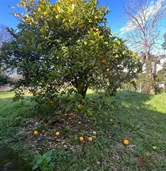 Foto annuncio 10