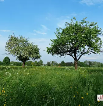 Foto annuncio 1
