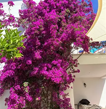 Foto annuncio 3