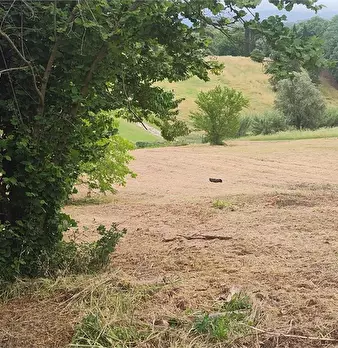 Foto annuncio 8