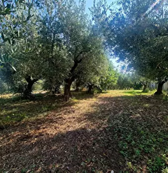 Foto annuncio 4