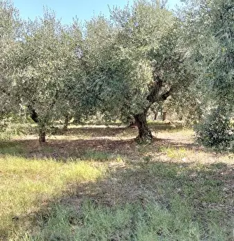 Foto annuncio 9