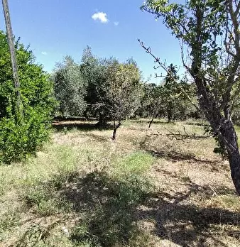 Foto annuncio 5
