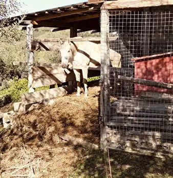Foto annuncio 5