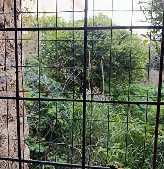 Foto annuncio 4