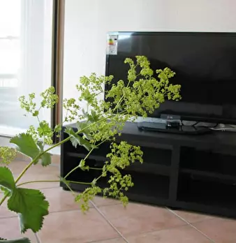Foto annuncio 4