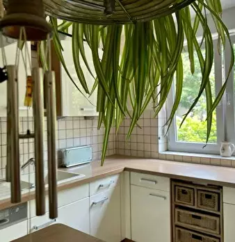 Foto annuncio 7