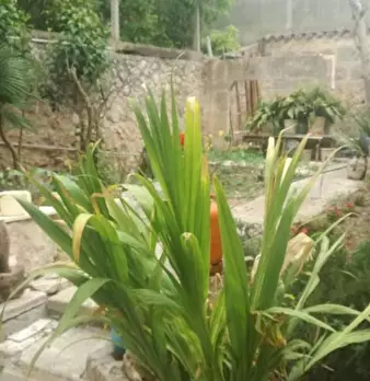 Foto annuncio 2