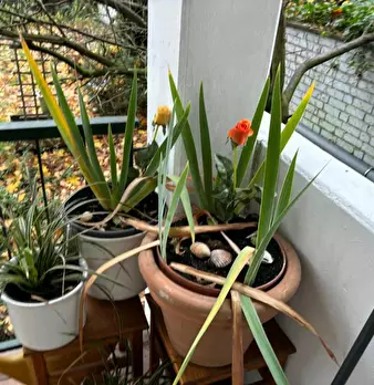 Foto annuncio 8