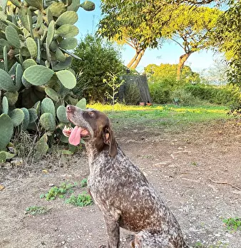 Foto annuncio 10