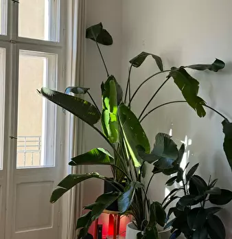 Foto annuncio 5