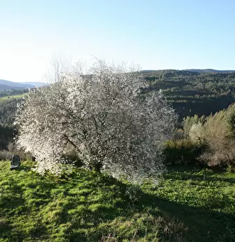 Foto annuncio 8