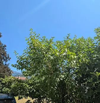 Foto annuncio 10