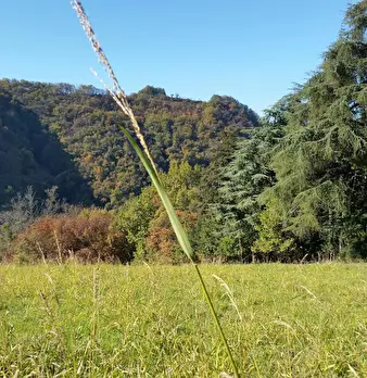 Foto annuncio 9