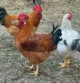 Foto annuncio 10