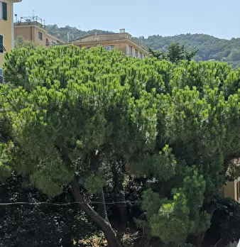 Foto annuncio 2