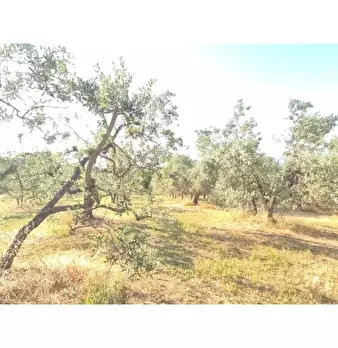 Foto annuncio 7