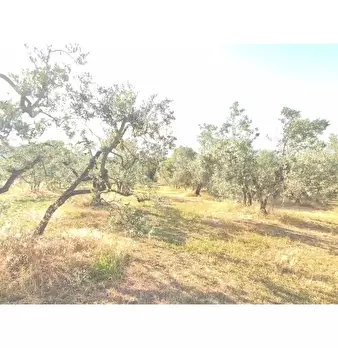 Foto annuncio 9