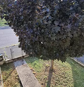 Foto annuncio 10