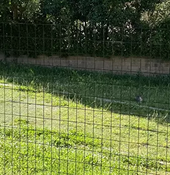 Foto annuncio 8