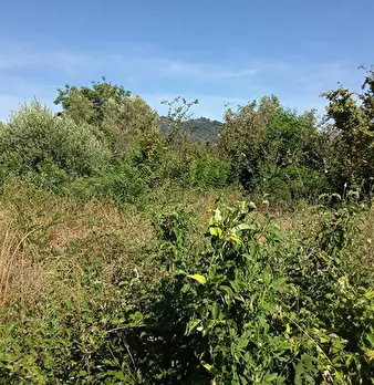 Foto annuncio 1