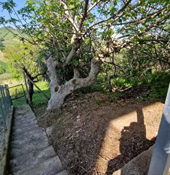Foto annuncio 43
