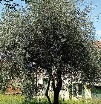 Foto annuncio 16