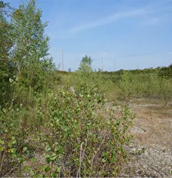 Foto annuncio 7