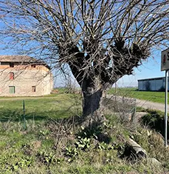 Foto annuncio 8