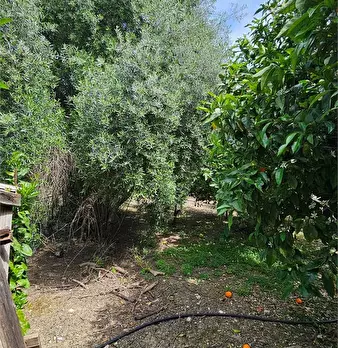 Foto annuncio 3