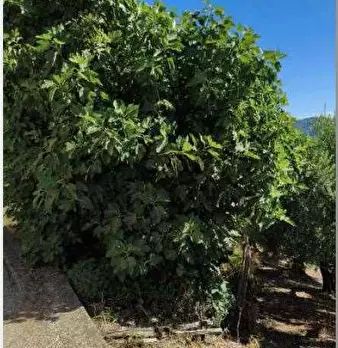 Foto annuncio 17