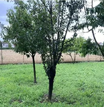 Foto annuncio 73