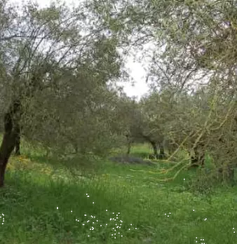 Foto annuncio 27