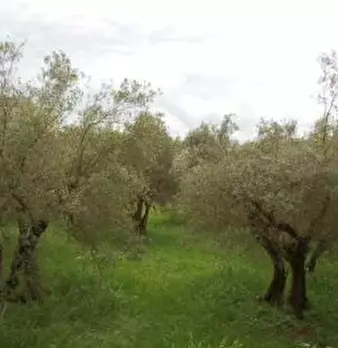 Foto annuncio 28