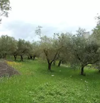 Foto annuncio 29